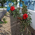 Traditional Town Garden Apartman *